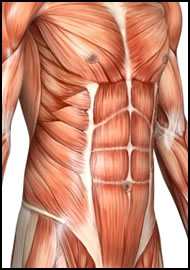 Here's a close look at your rectus abdominus, which are you 8 pack abs.