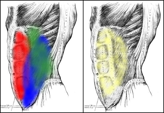 Your abdominal muscle anatomy. Red is the rectus abdominis, blue the external oblique, green the internal oblique, and yellow the transverse abdominis.