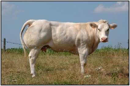 A belgian blue cow, which is much more muscular than your normal bovine. It has way better bodybuilding genetics than you or me.
