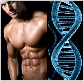 Your bodybuilding genetics have a bigger impact on your training than you might think.