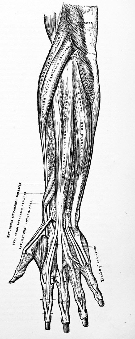 An effective forearm workout involves all of the forearm musculature. Get everything working and sore!