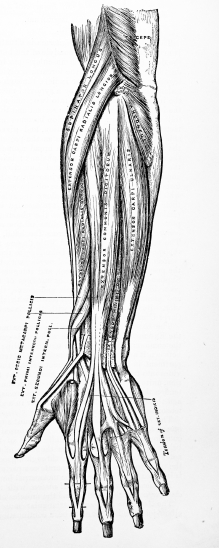 An effective forearm workout involves all of the forearm musculature. Get everything working and sore!