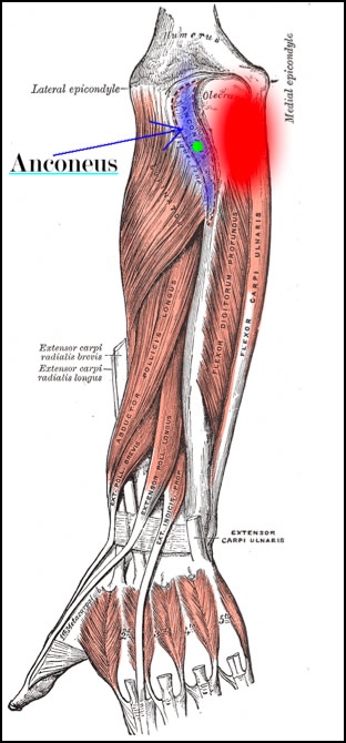 How to treat tennis elbow by massaging the anconeus. This image is taken from Wikipedia, and touched up to highlight the anconeus and its associated pain pattern.