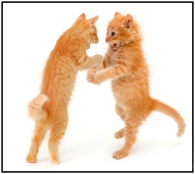 Need some workout motivation? Take up boxing with your kittens. But careful - the orange one has a mean right hook!