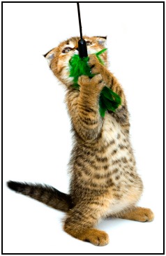Need some workout motivation? Try to achieve something - like finally catching that taunting fluffy thing!