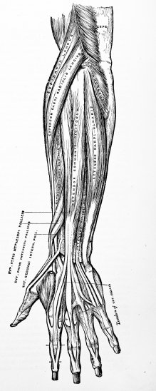 An effective forearm workout involves all of the forearm musculature. Get everything working and sore!