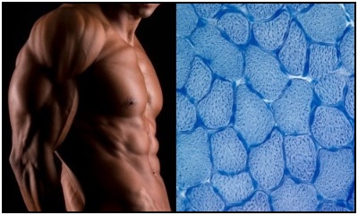 Left: Muscular guy. Right: A microscopic photo of quadriceps muscle cells. Use this guide to understand how creatine works to improve the action of your muscle cells and make you stronger.